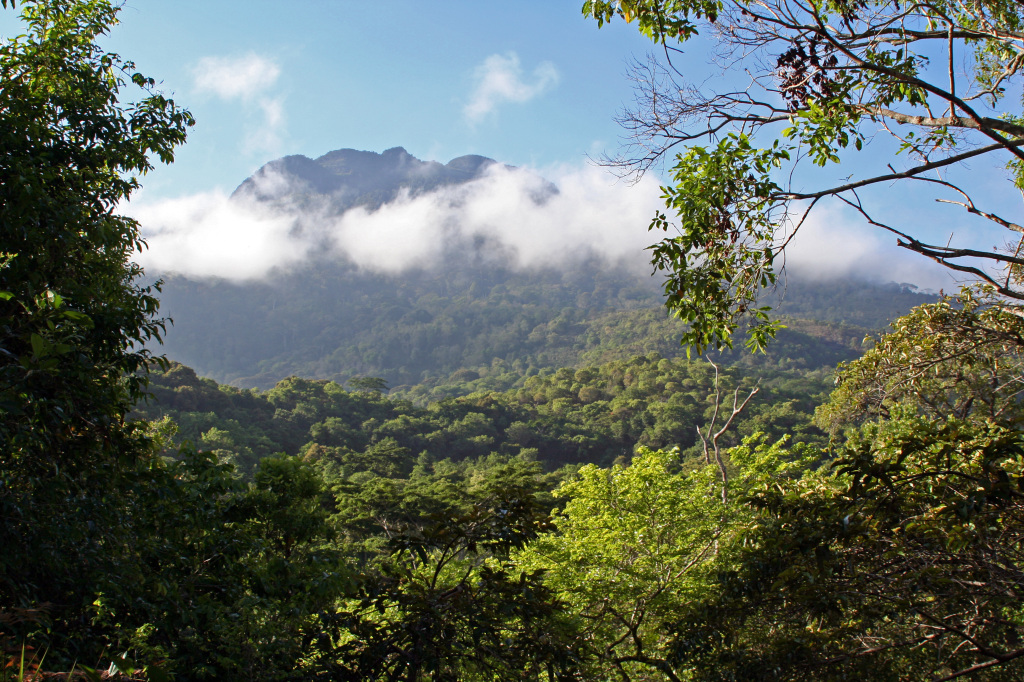Amazonasregnskogen kan bli halvert dersom alle planene i regionen settes ut i live. Foto: Freeimages