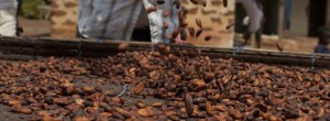 Mer enn 14 millioner mennesker i 30 utviklingsland lever av å dyrke kakao, som for en stor del konsumeres i Vesten. De to vestafrikanske landene Ghana og Elfenbenskysten står for ca. 80 % av verdens totale […]