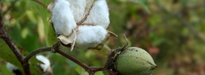 Klær må vi ha og konvensjonell bomull utgjør halvparten av all tekstilfiber som brukes i verden. Men produksjonen er svært miljøbelastende. Den dekker ca 5 % av verdens åkerareal, men så mye som 25% av alle […]