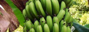 På grunn av en stor risiko tatt av 14 ecuadorianske bønder for 12 år siden, har bananprodusenten Robinson klart å redde plantasjen sin. For fem år siden var Robinson Erique på randen av konkurs. Bananplantasjen han […]