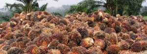 Toro, som blir produsert av Rieber & Søn, har valgt å oppgi hvem de kjøper palmeolje fra etter at Regnskogfondet og Grønn Hverdag klaget dem inn for brudd på miljøinformasjonsloven. Ferdigmatprodusenten Toro har jobbet med å […]