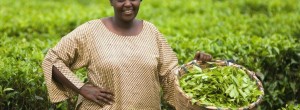 Klimaendringer gjør det stadig vanskeligere for bønder i utviklingsland å dyrke råvarer. Når verdens ledere nå møtes i Durban, må de fokusere på hvordan man kan finansiere klimatilpasning for småbønder i utviklingsland. Bøndene i det Fairtrade-sertifiserte […]