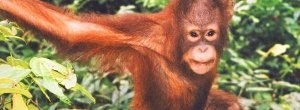 Orangutangen risikerer å være utryddet innen få år hvis nedhuggingen av regnskogen i Indonesia fortsetter i samme tempo som i dag. – Orangutangen på Borneo er svært utrydningstruet, og flere bestander står i fare for å […]