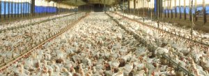 Mattilsynet har kontrollert en rekke av kyllingproduksjonene i landet og har ut fra det kommet med alvorlige innvendinger mot dyrevelferden ved mange av anleggene. – Dette svekker tilliten til norsk kyllingproduksjon, sier Reidar Andestad i Oikos […]