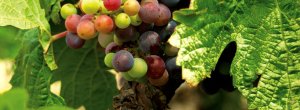 Det finnes fra før ni Fairtrade-merkede viner på det norske Vinmonopolet. Nå kommer nummer ti; En smakfull rødvin fra den argentinske pampasen, med navnet «La Bodega del sol»! I tillegg til at denne vinen er kraftig […]