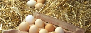 Også i England bannlyses nå egg fra burhøns på grunn av dårlig dyrevelferd. Som kjent har Rema 1000 i Norge gått foran med tilsvarende forbud og skal kun selge egg fra frittgående høner og egg fra […]