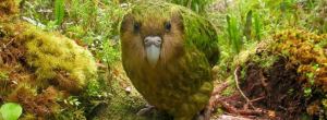 I tusenvis av år har den eksistert, den mosegrønne papegøyearten Kakapo. Eller uglepapegøye som den også blir kalt. Rett og slett fordi den ligner på en blanding av disse. Nå vandrer den rundt i tolvte time, […]