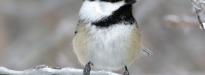 Om vinteren kan det være  vanskeligere for fuglene å finne nok mat. Spesielt om der er mye snø. Gir du en hjelpende hånd har de større sjanse for å overleve. Heng opp et julenek og epler, […]
