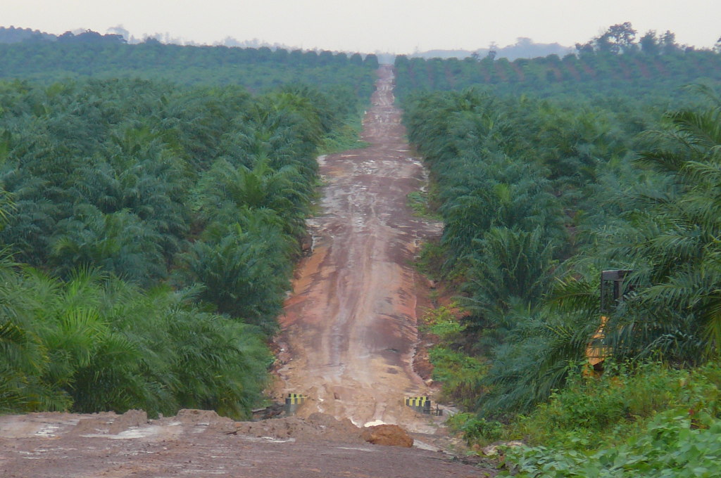 Wilmar er kjent for å ødelegge regnskog for å anlegge palmeoljeplantasjer.Foto: Creative commons/ Rainforest Action Network