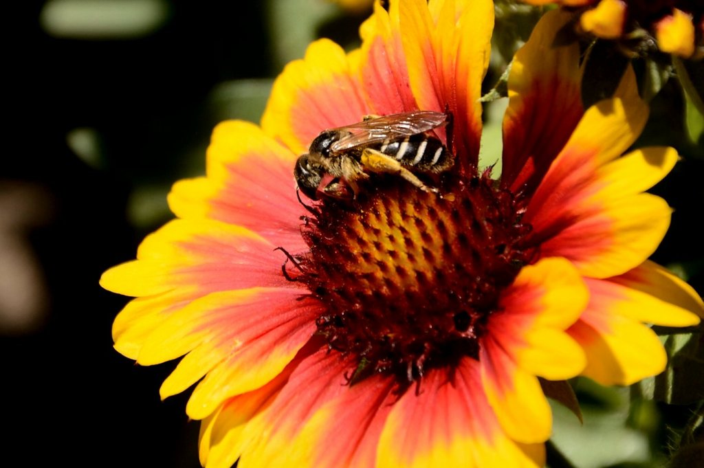 Det er kjemiske stoffer brukt i landbruket som tar livet av biene. Nå går man inn for forbud mot tre stoffer i gruppen neonikotinoider. Foto: Sxc 