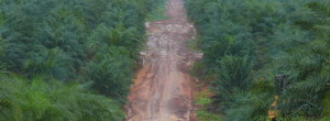 Verdens største palmeoljeselskap, Wilmar, vil endelig bidra til grønne skoger. Selskapet, som tidligere er kåret til verdens verste, lover nå at de ikke lenger skal være involvert i regnskogsødeleggelse. Wilmar står i dag for 45 prosent […]