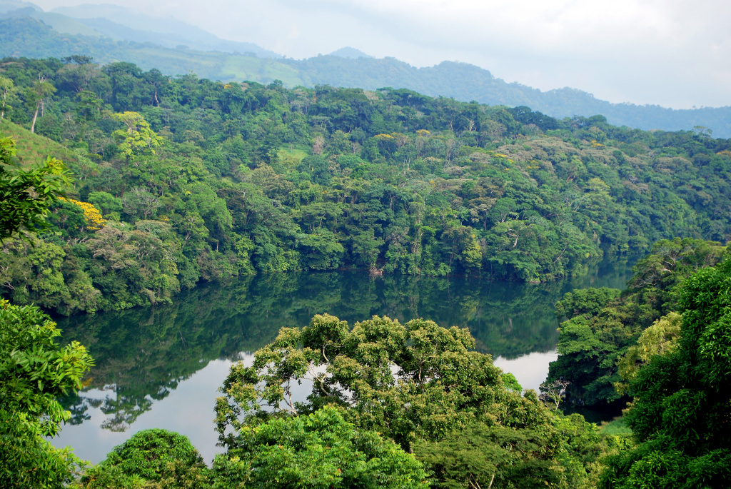 Palmeolje er den største årsaken til ødeleggelse av verdens regnskoger. Foto: Mr. Theklan/Creative commons 