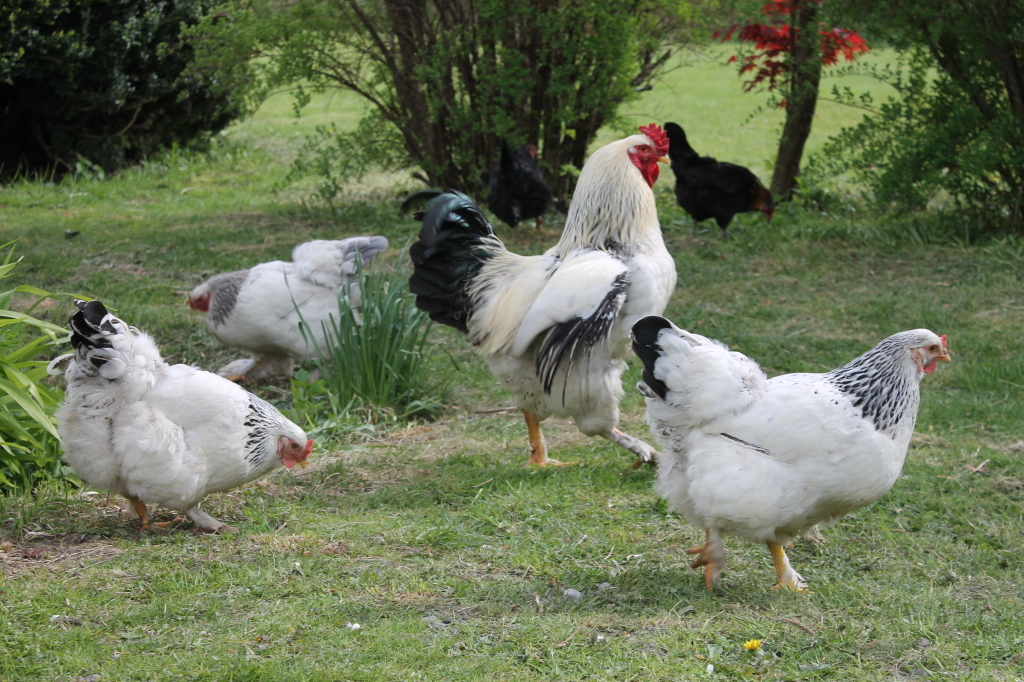 Når det gjelder dyrevelferd, slår VKM fast at forholdene er til dels langt bedre for økologiske dyr. Økologiske høner og haner har blant annet tilgang til uteareal og går fritt. Foto: Nini Hæggernes 